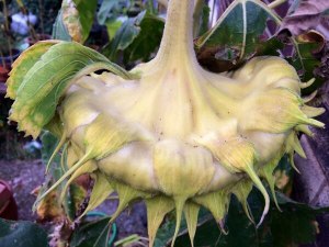 Back of sunflower head