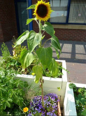 Sunflower grown by Gardens for All