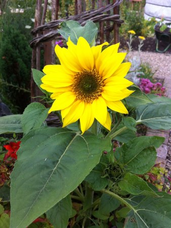 Sunflower grown at Girvan Community Garden