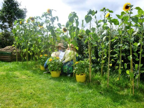 Moorsholm-scarecrows