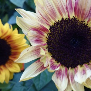 Pink and gold sunflowers