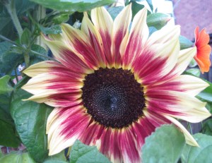 Pink sunflower