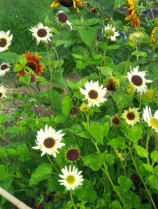 Sunflowers grown by Rekha in Middlesex