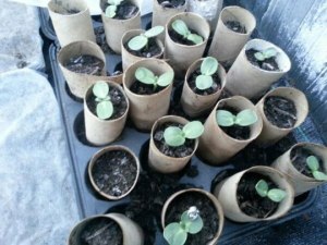 Sunflower seedlings in toilet rolls