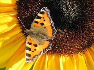 Solar Flash dwarf sunflower