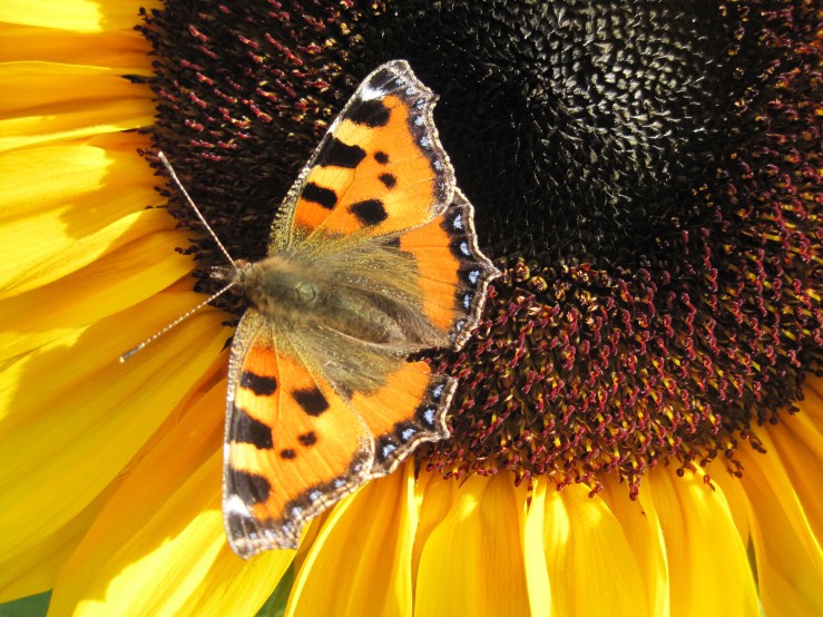 Solar Flash dwarf sunflower