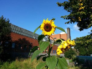 Sunflower and factory