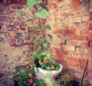 Sunflower grown in toilet
