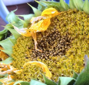Pollen on sunflower head