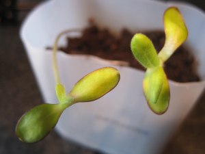 Two sunflower seedlings in a milk bottle