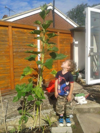 Young boy and tall sunflower