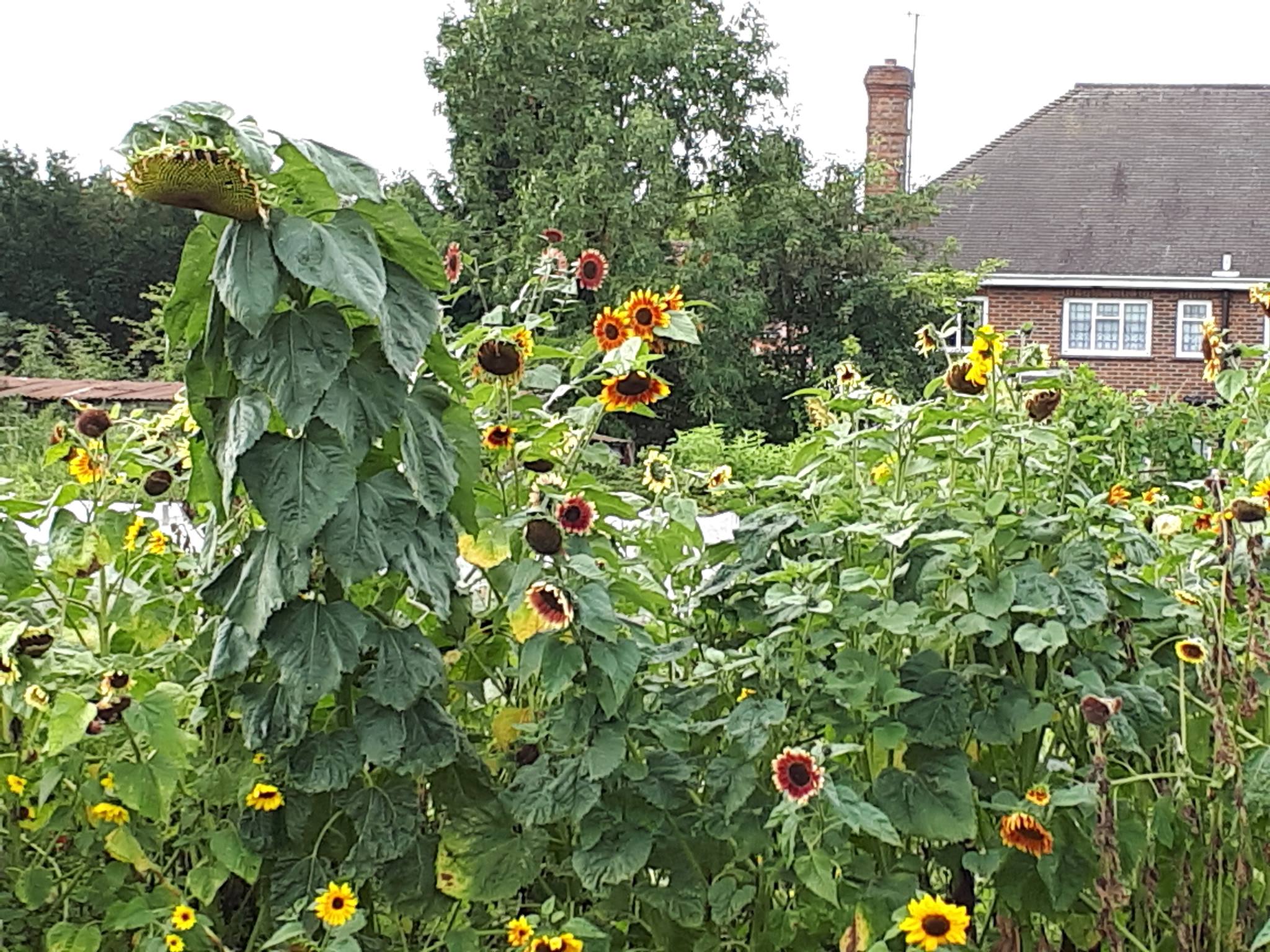 Sunflowers grown at Fulborn Primary School
