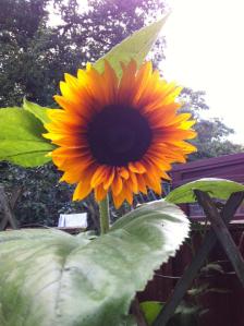 Sunflower grown by Nish