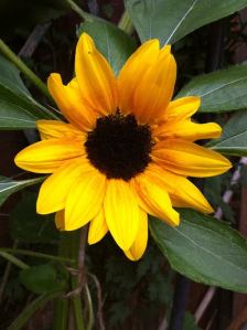 Sunflower grown by Nish