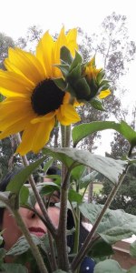 Sunflower grown in California