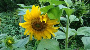 Sunflower grown in Germany