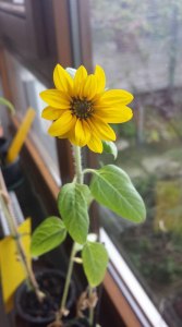 Sunflower grown in Germany