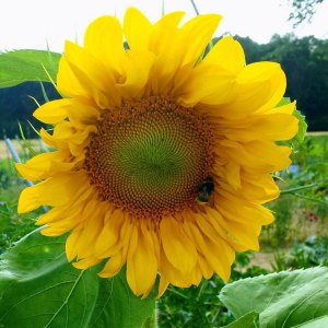 Sunflower grown in Germany