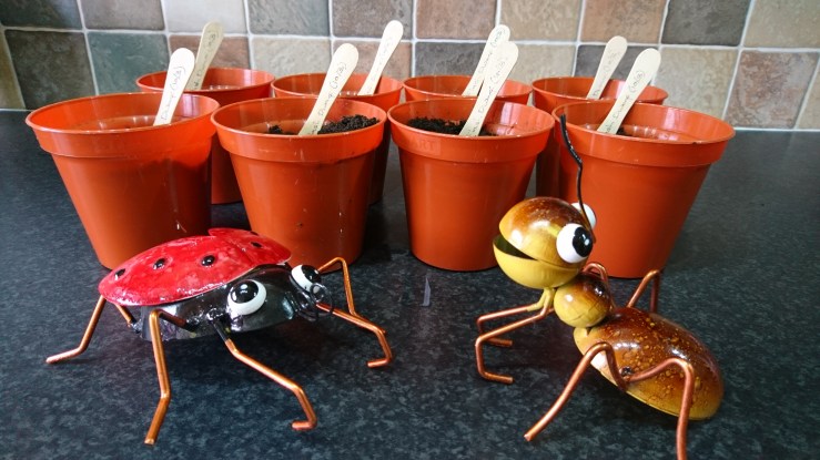 Sunflower seeds planted and labelled.