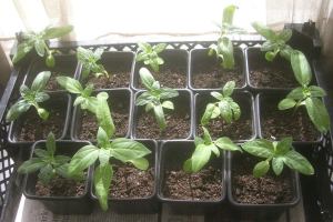 Sunflowers growing in Harrow.