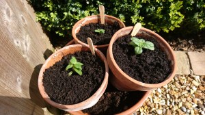 Sunflower seedlings in Chester.