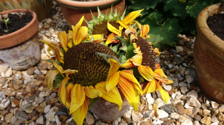 Sunflower heads drying out in the sun.