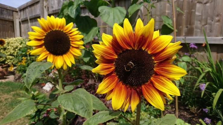 Dwarf sunflowers.