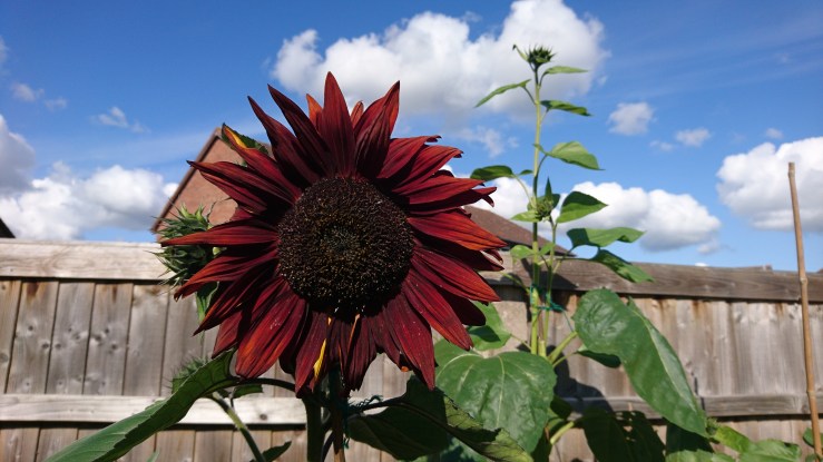Dark red sunflower.