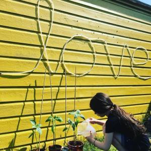 Growing sunflowers in Shetland.