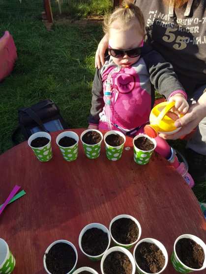 Planting sunflower seeds.