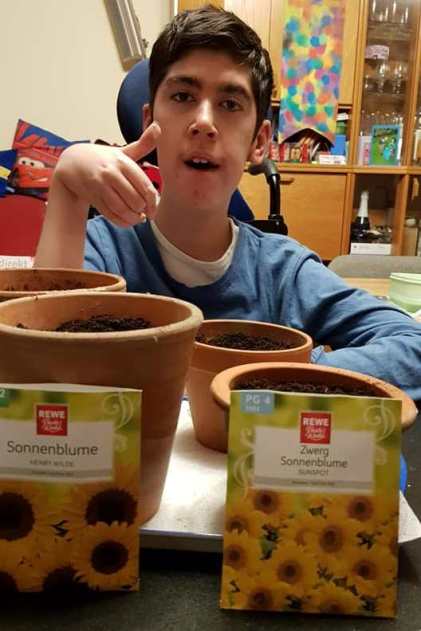 Sunflowers being planted in Germany.