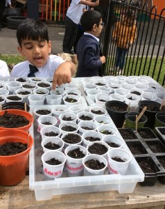 Seed planting at Tinsley Meadows Primary Academy in Sheffield.