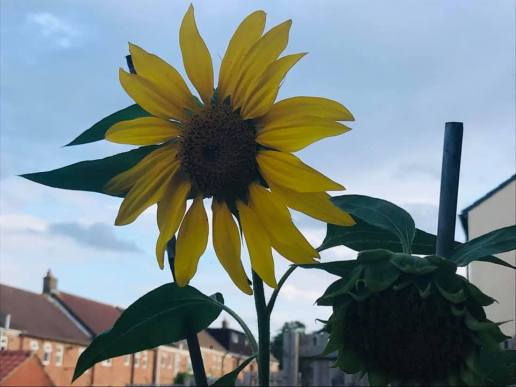 Sunflower grown by Laceymay and her boys.