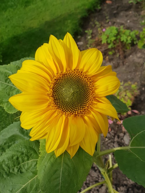 Sunflower grown by Amy.
