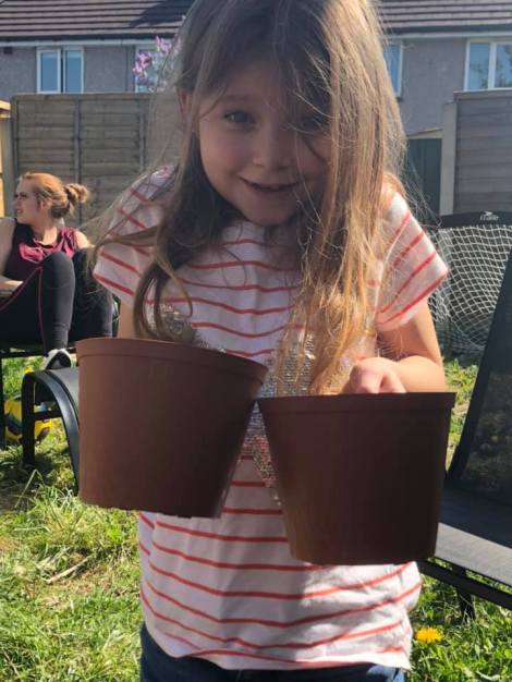 Sunflowers planted in Birkenhead.