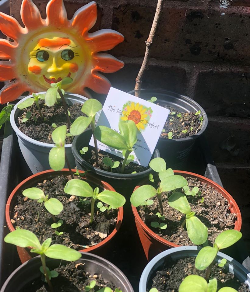 Sunflowers growing at Spitalfields Crypt.