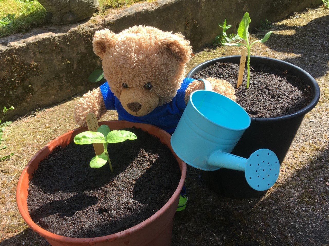 Jade bear at Tinsley Meadows Primary school watering his sunflowers.