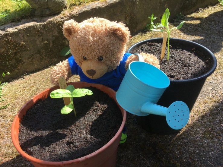 Jade bear at Tinsley Meadows Primary school watering his sunflowers.