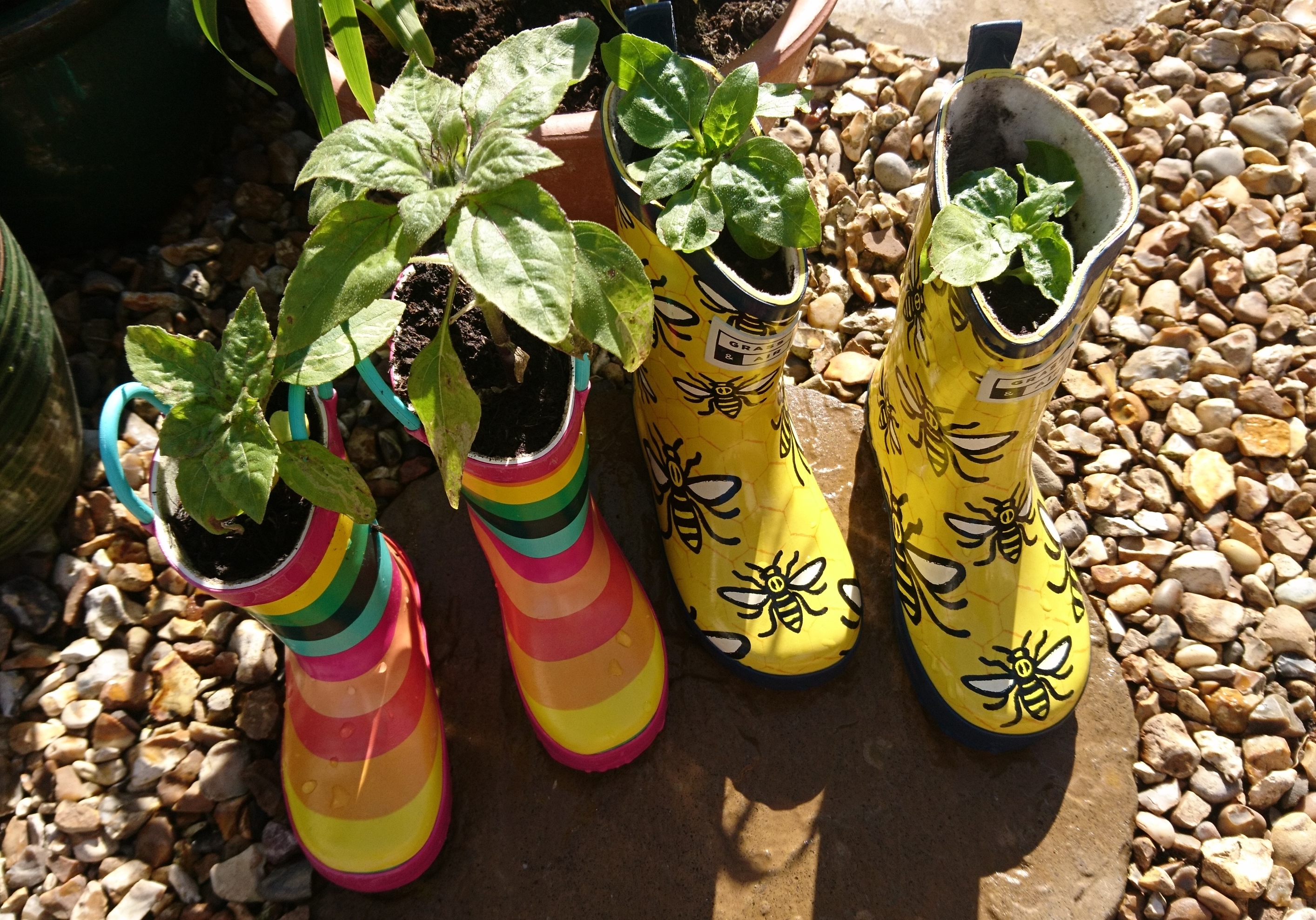 Sunflowers growing in wellington boots.