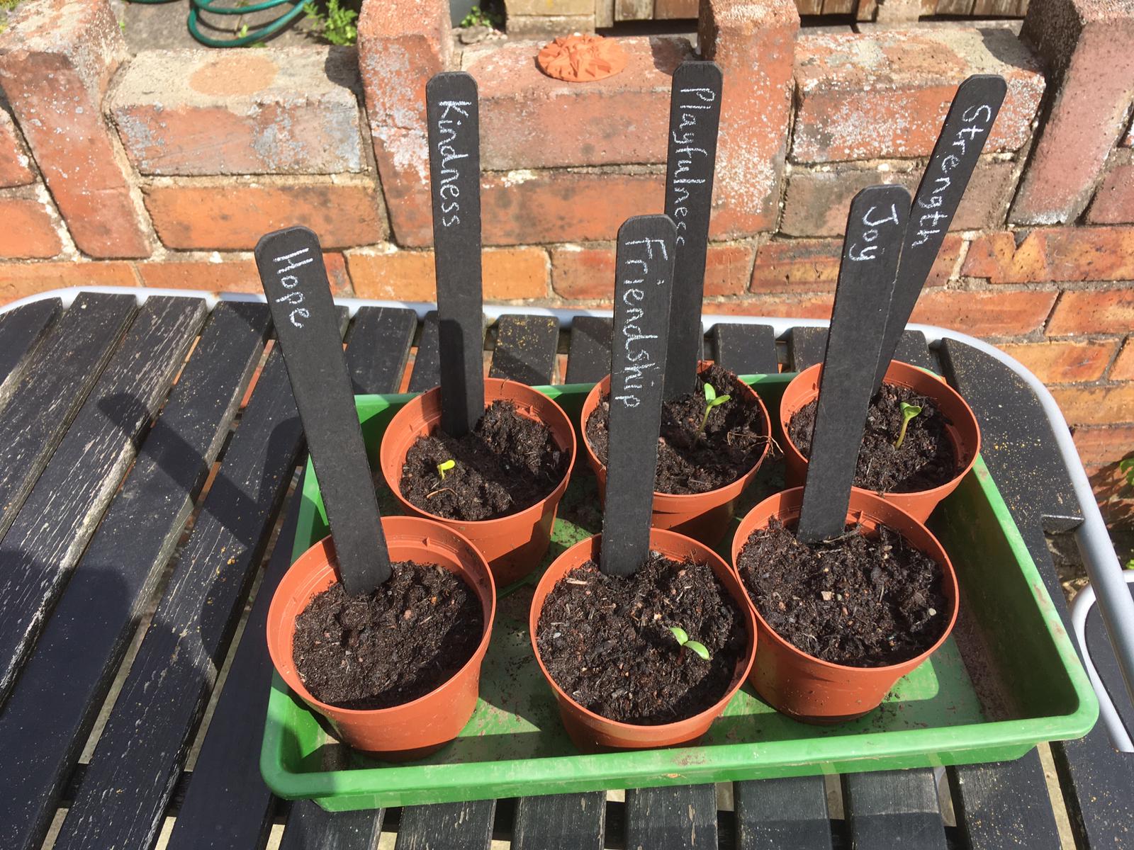 Sunflowers growing at Westminster Primary school in Ellesmere Port.