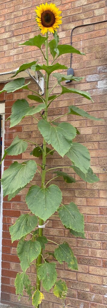 Sunflower grown at Quince Tree day nursery in Essex.