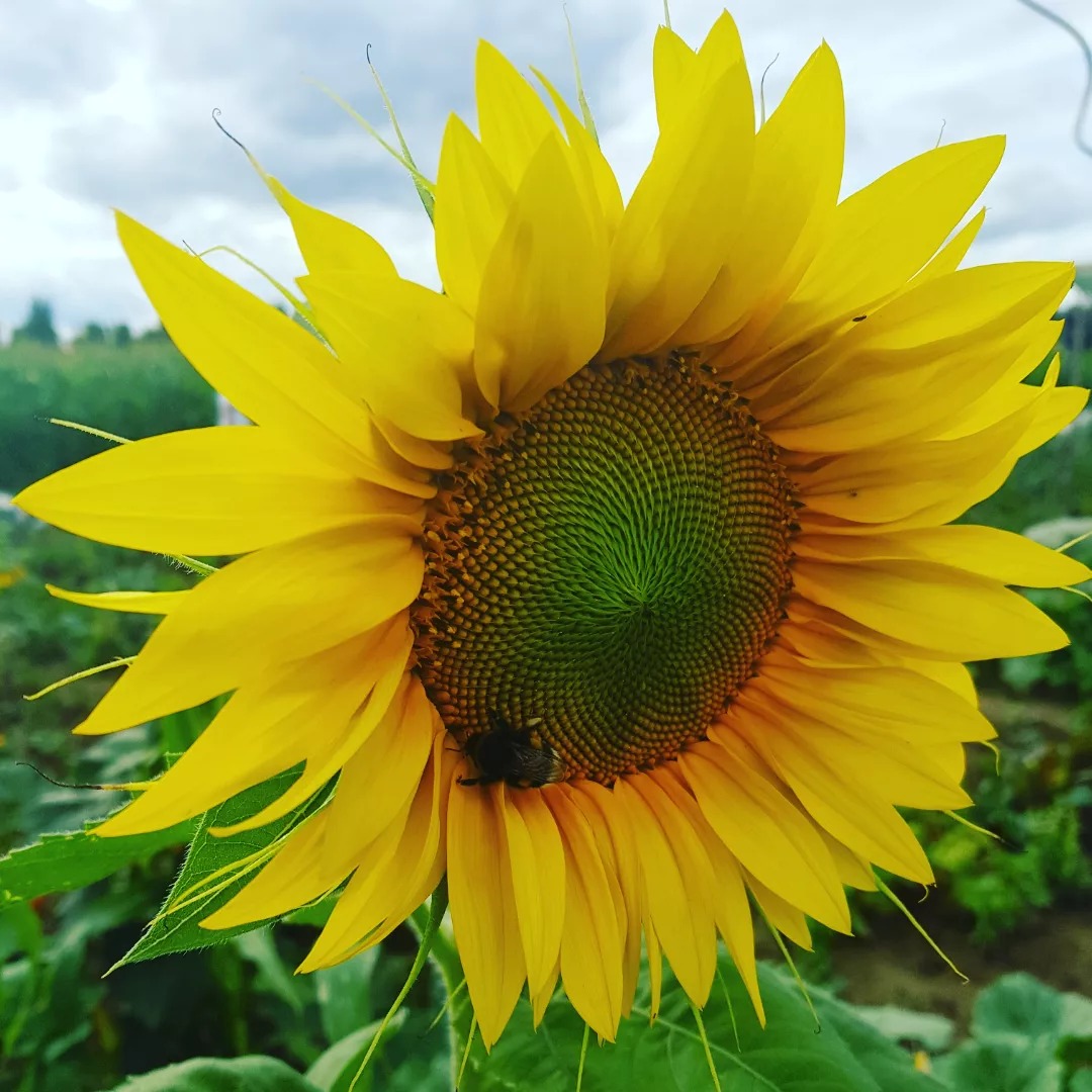 Sunflower growing in Germany during The Big Sunflower Project 2023.