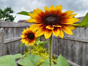 Sunflowers growing in Chester.