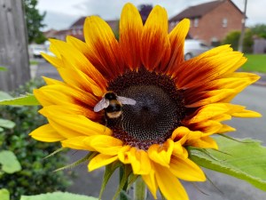Sunflower growing in Chester.