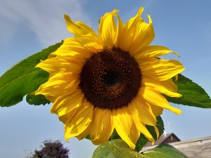 Sunflowers growing in Chester.
