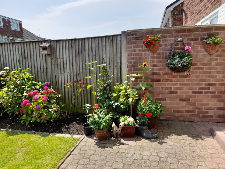 Sunflowers growing in Chester during The Big Sunflower Project 2025.