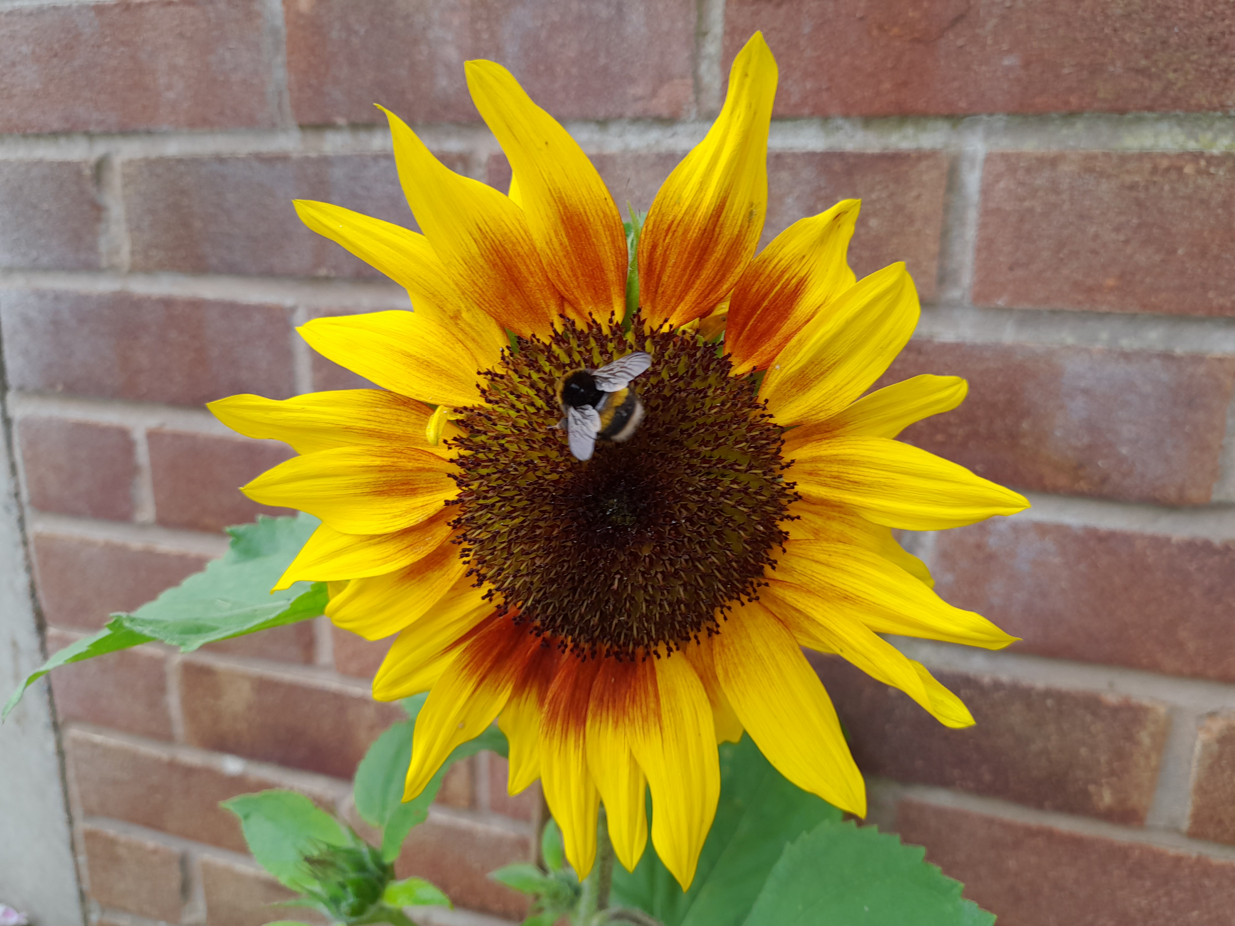 The Big Sunflower Project 2025 (end of year report) – The Big